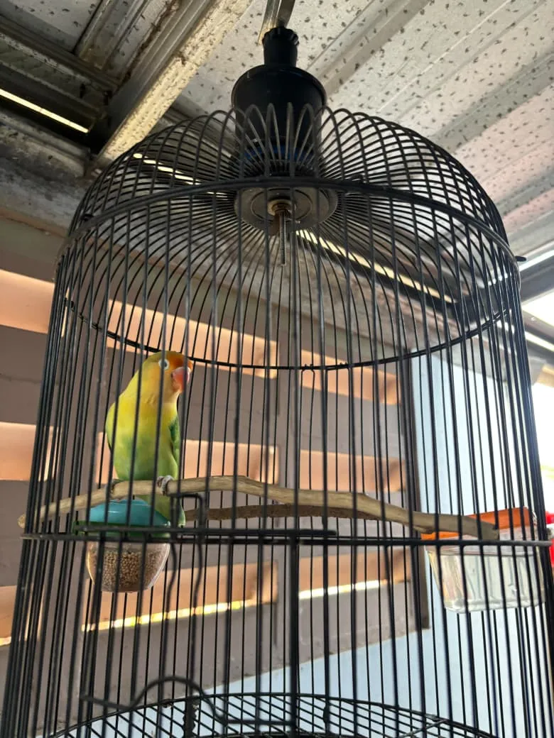 Foto Lovebird